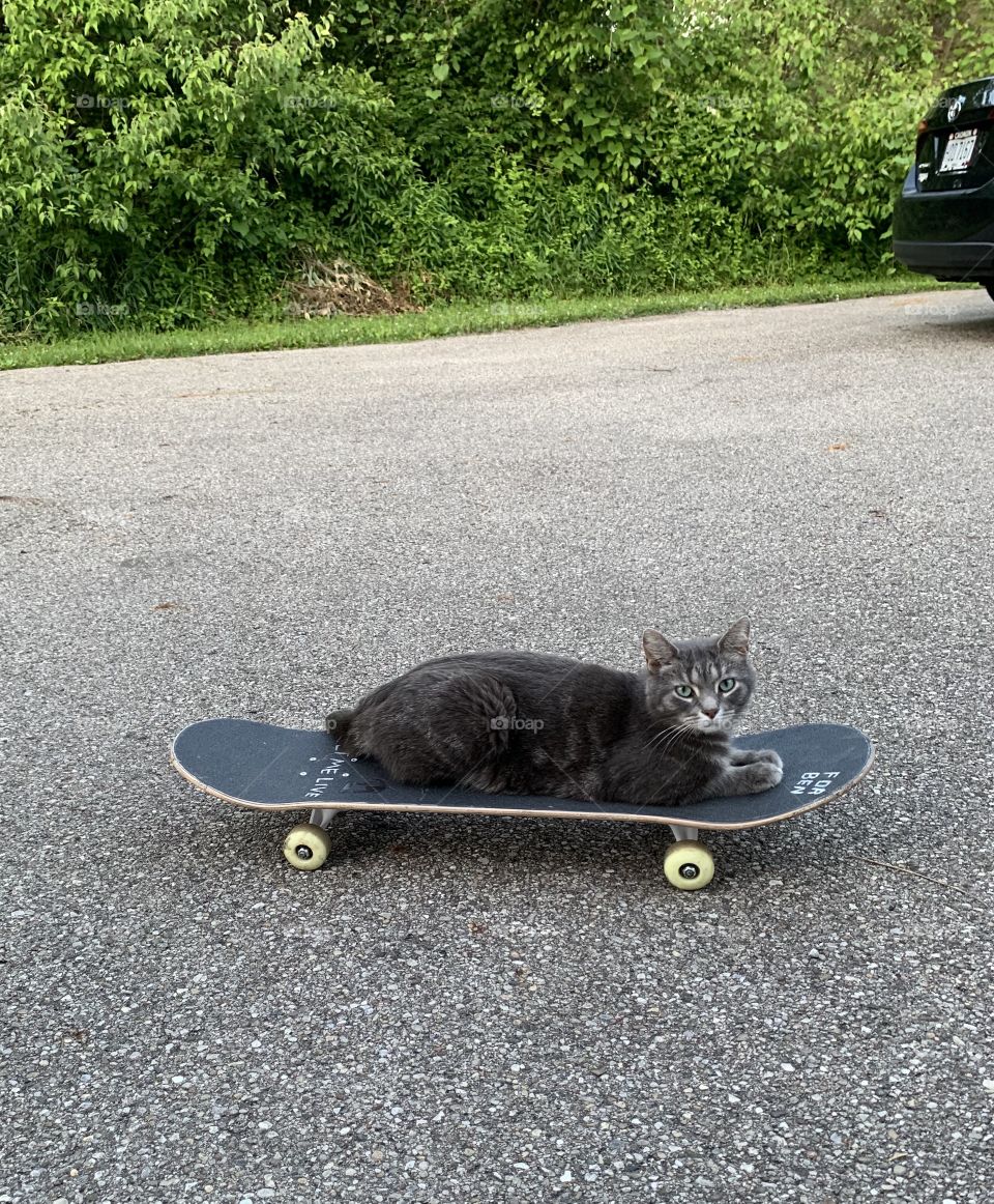 Gray cat on a skateboard 