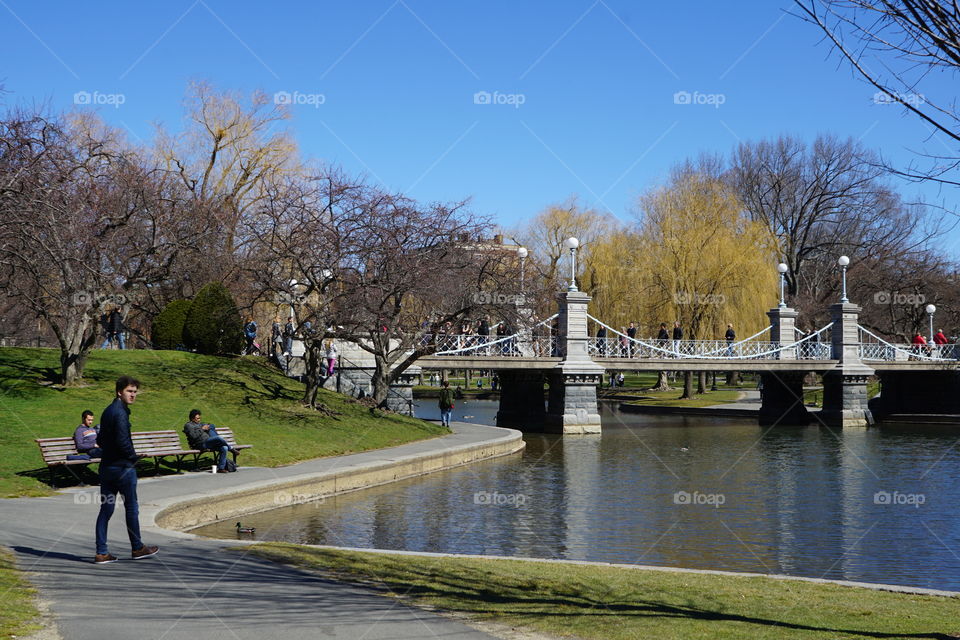 Tree, Park, River, Lake, Landscape