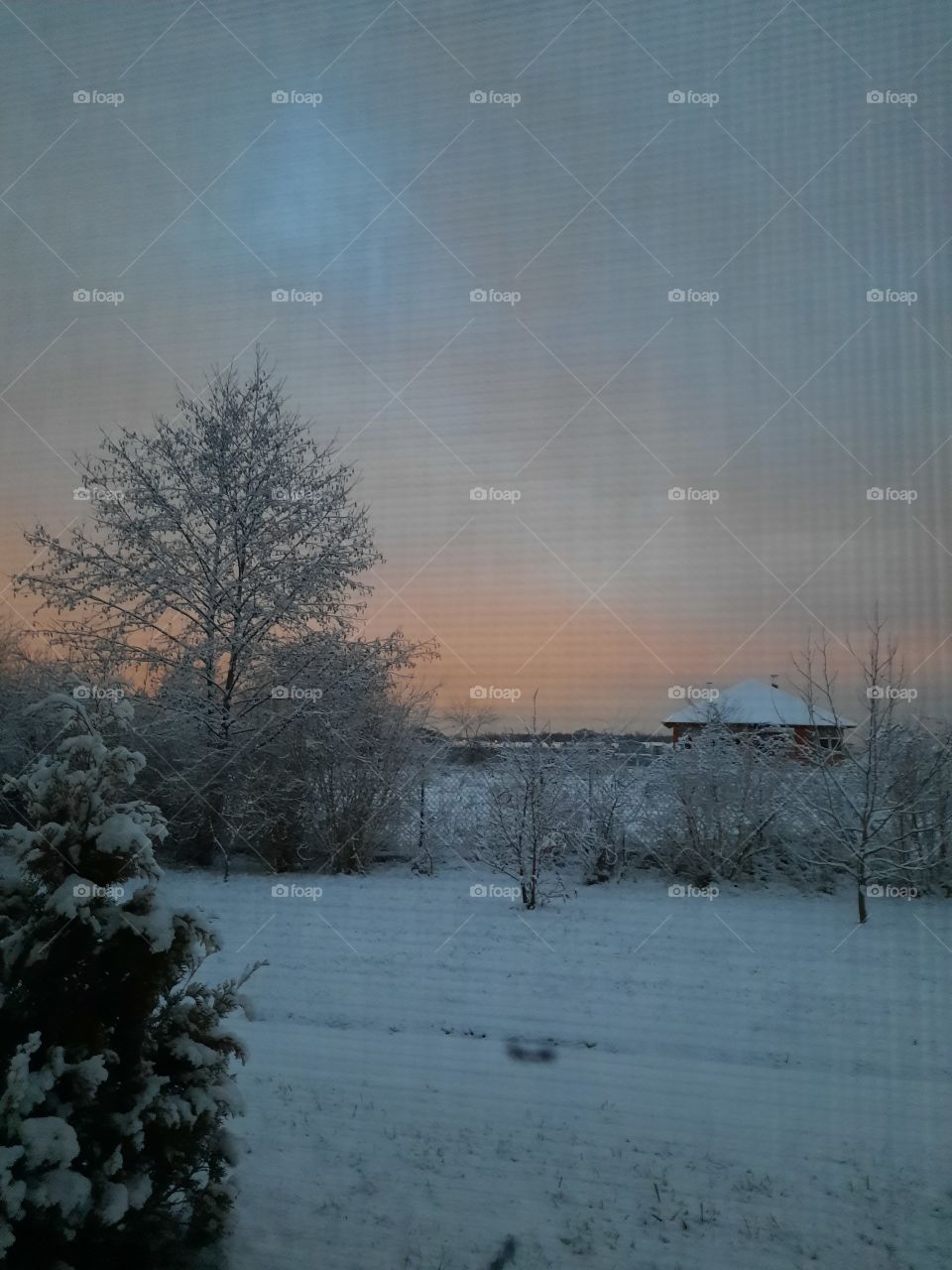 winter nature - shades of orange sky at sunrise in January seen through a window with mosquito net
