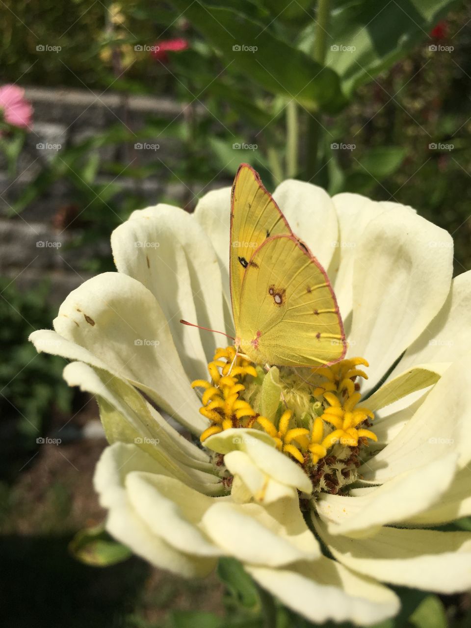 Yellow butterfly on white Zinnia