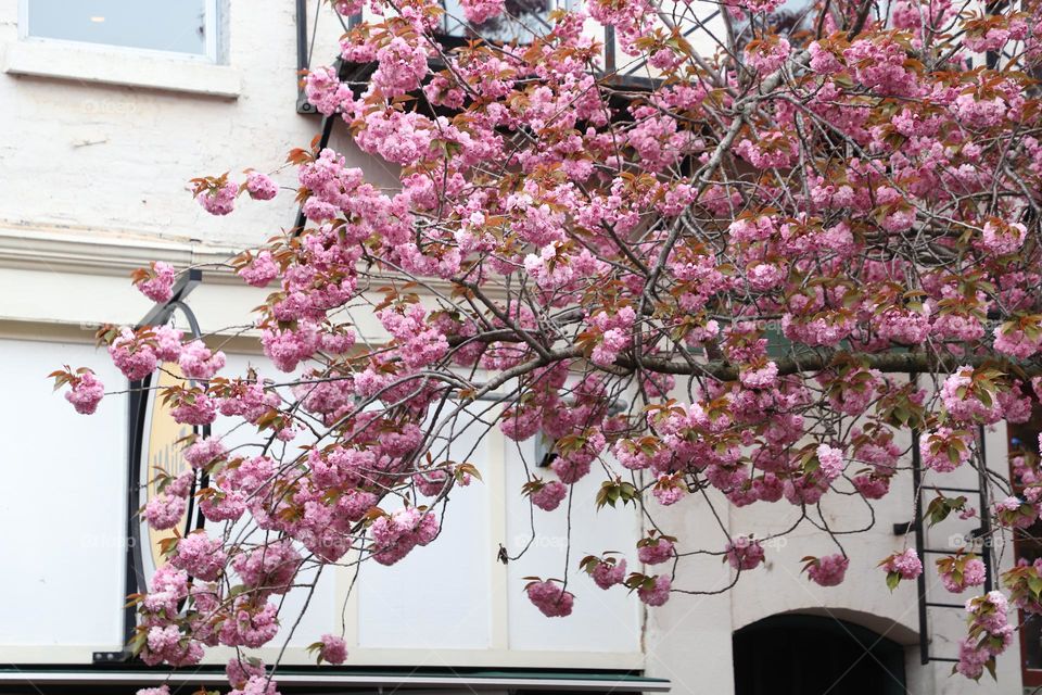 Tree blooming in front of a building 