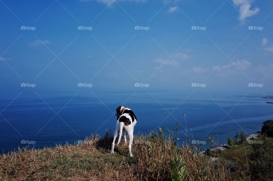 Rear view of a dog near coastline of sea