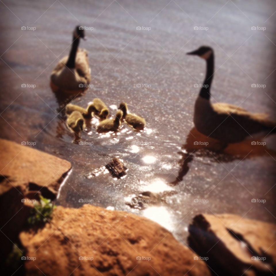 Baby ducks 