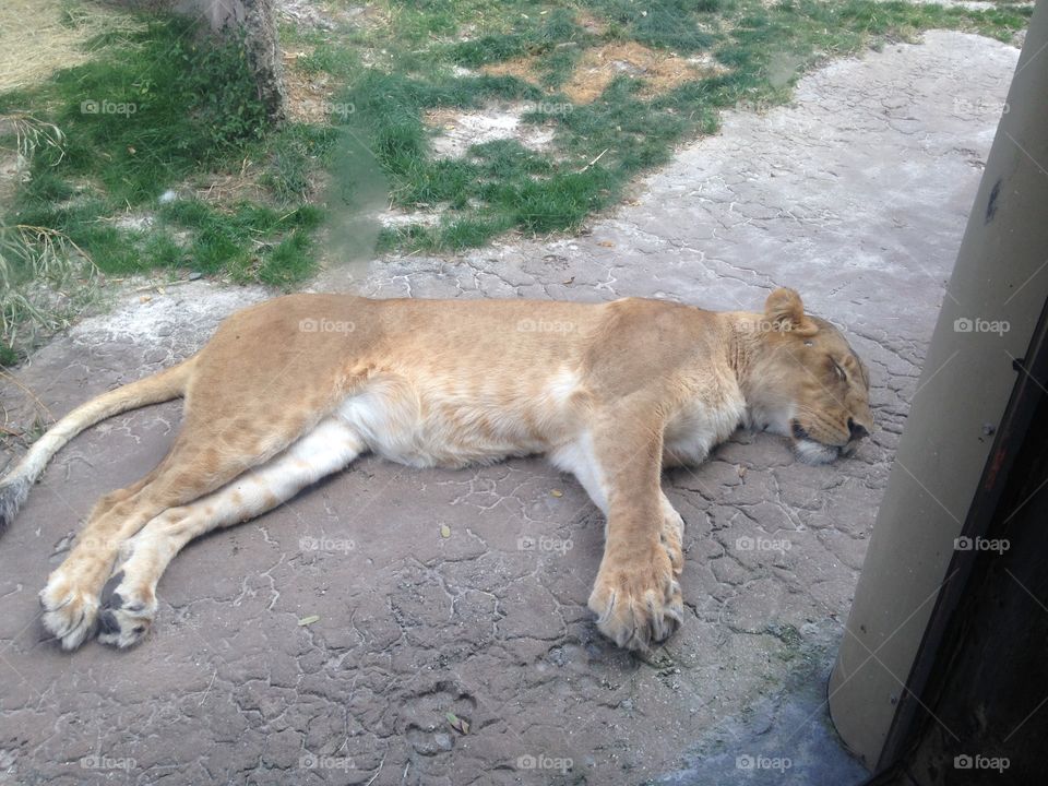 Snoozing Lion