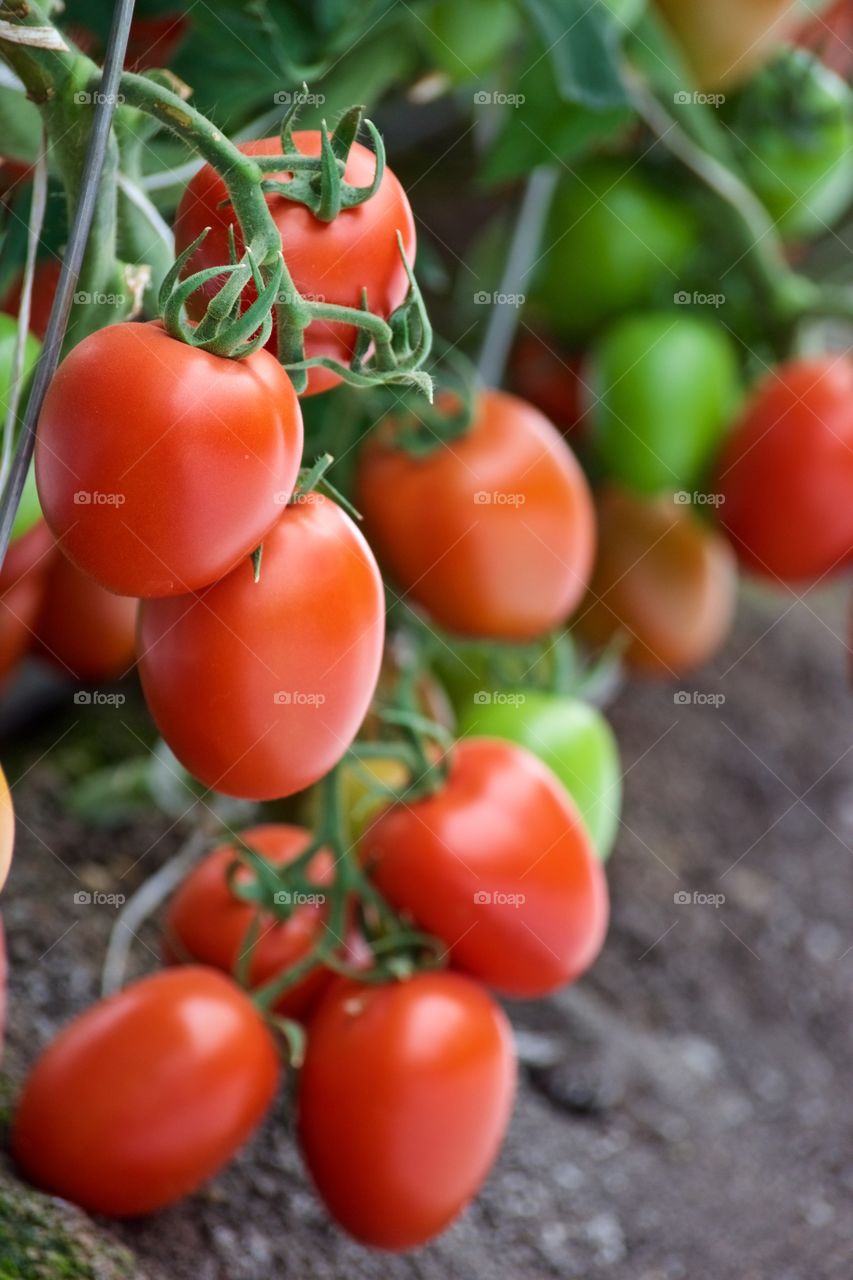 Red tomatoes