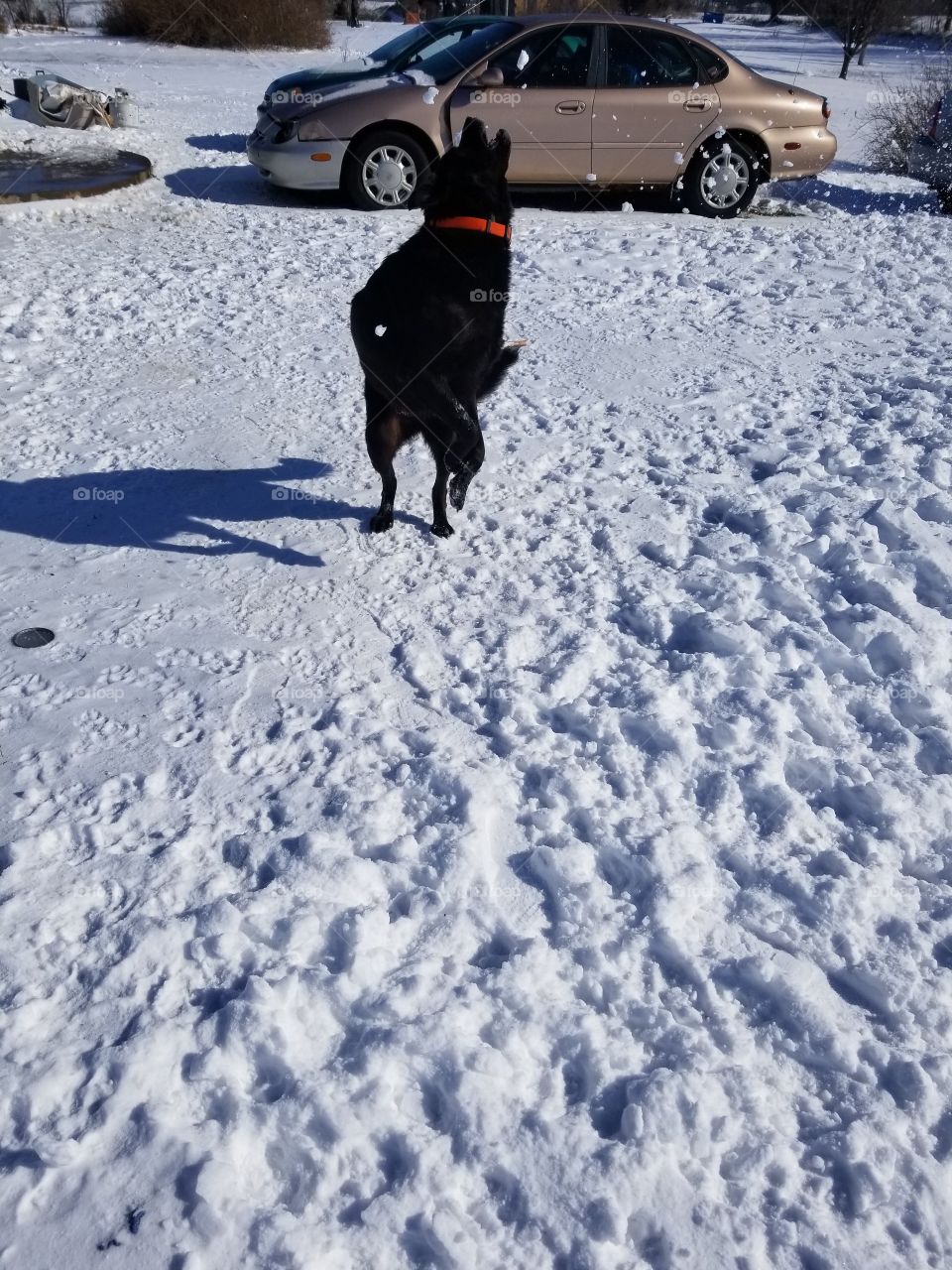 Jumping for Snowballs.