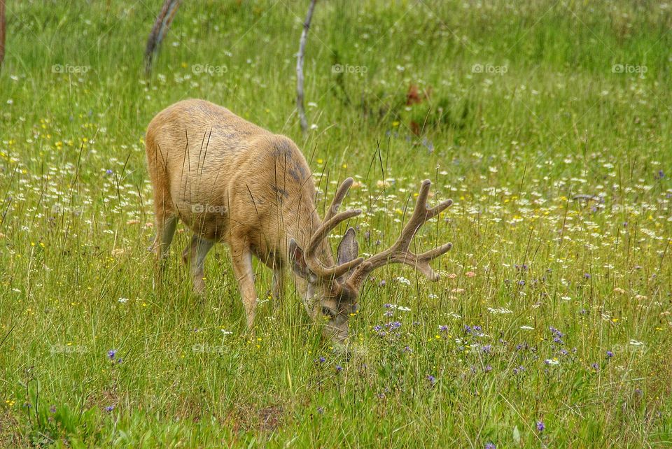 An elk grazing in grass