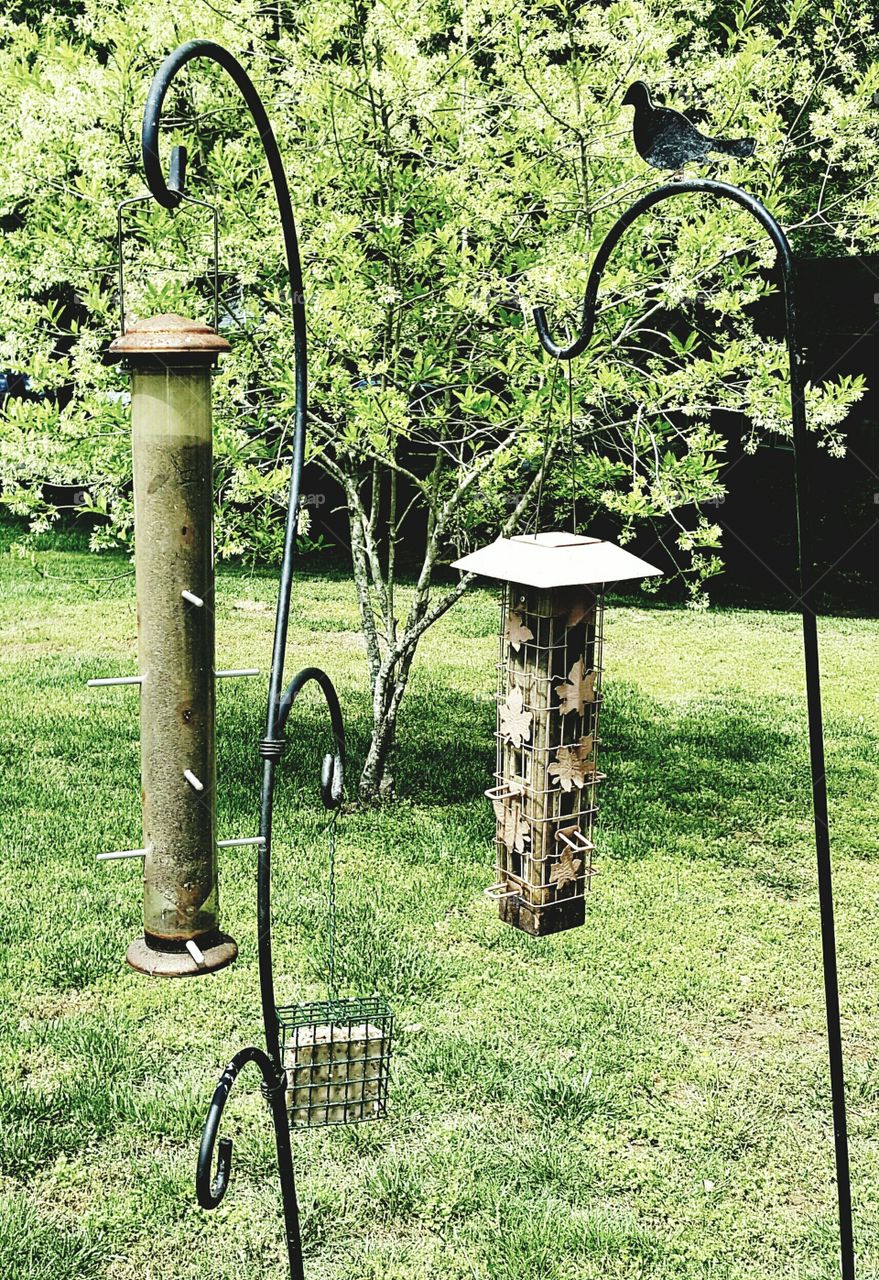bird feeder in yard