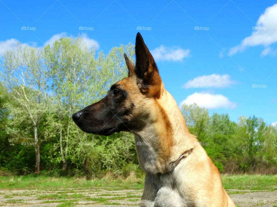 Dog shepherd malinois