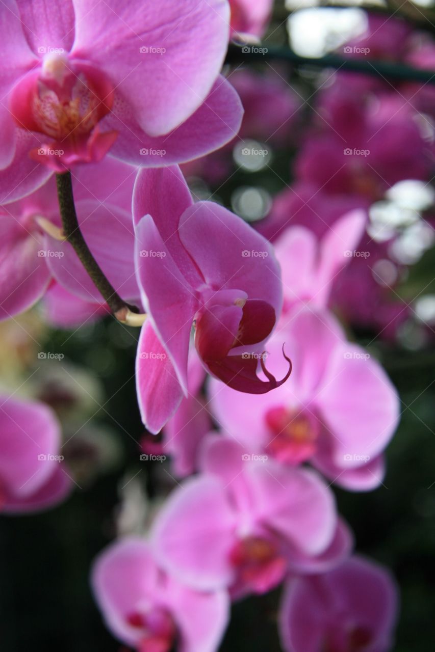 Flowers, orchids, purple 