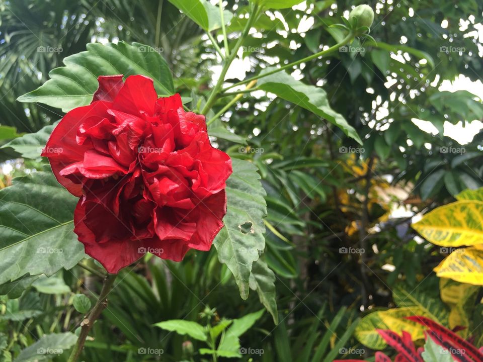 Beautiful tropical flower 