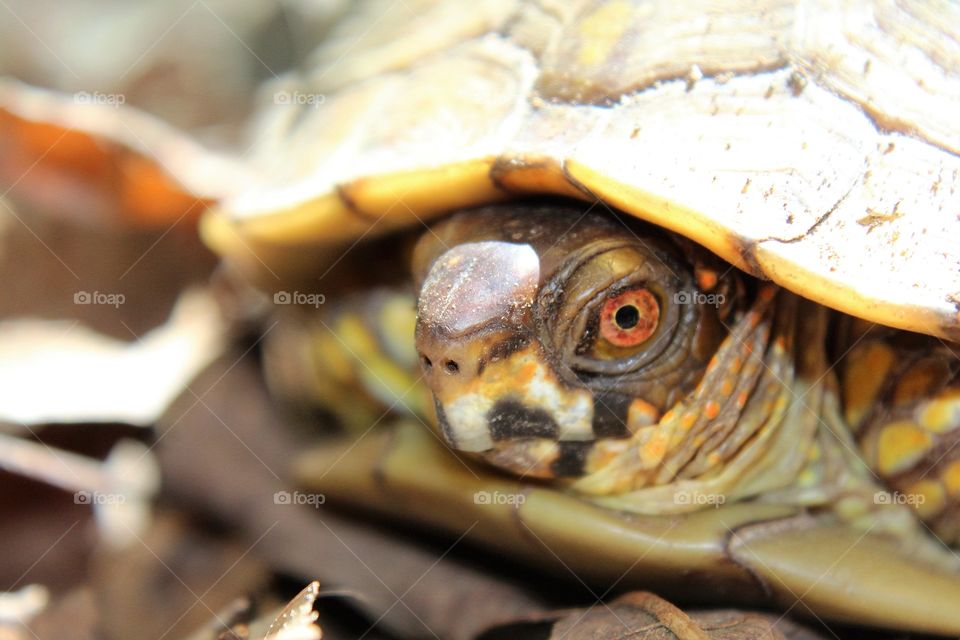 Turtle eyes