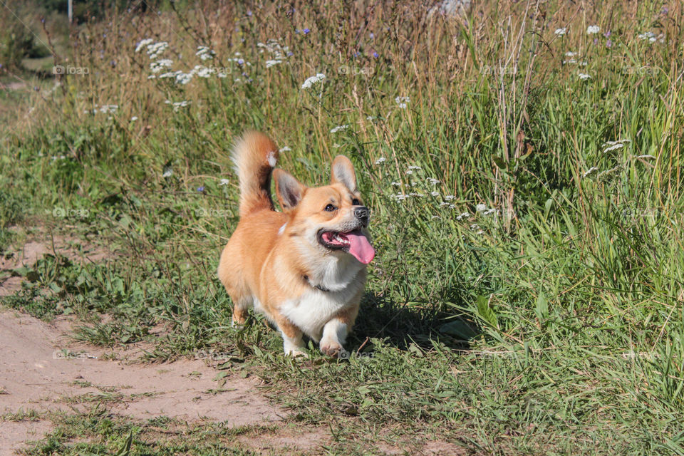 breed corgi dog walks on nature