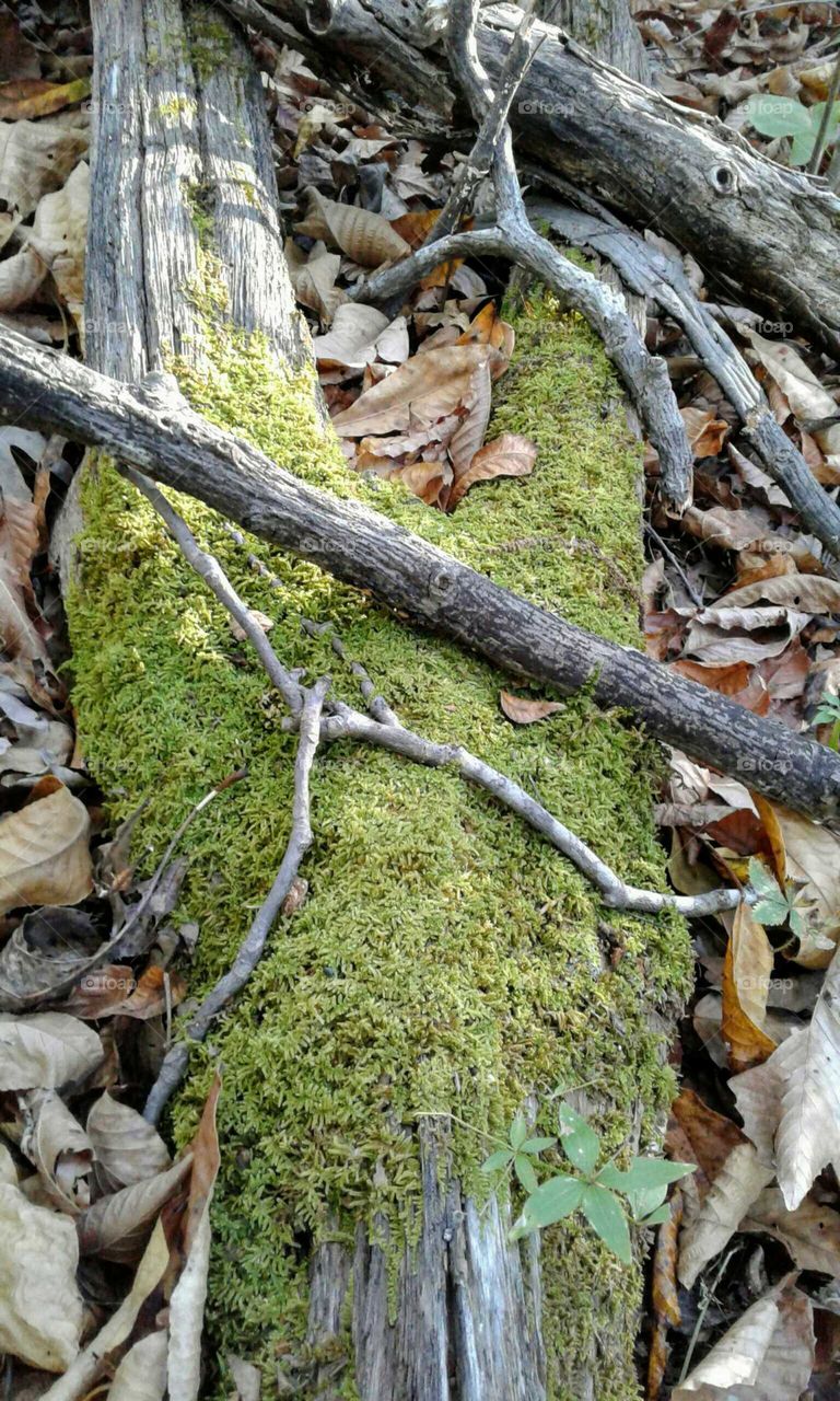 Moss on a log