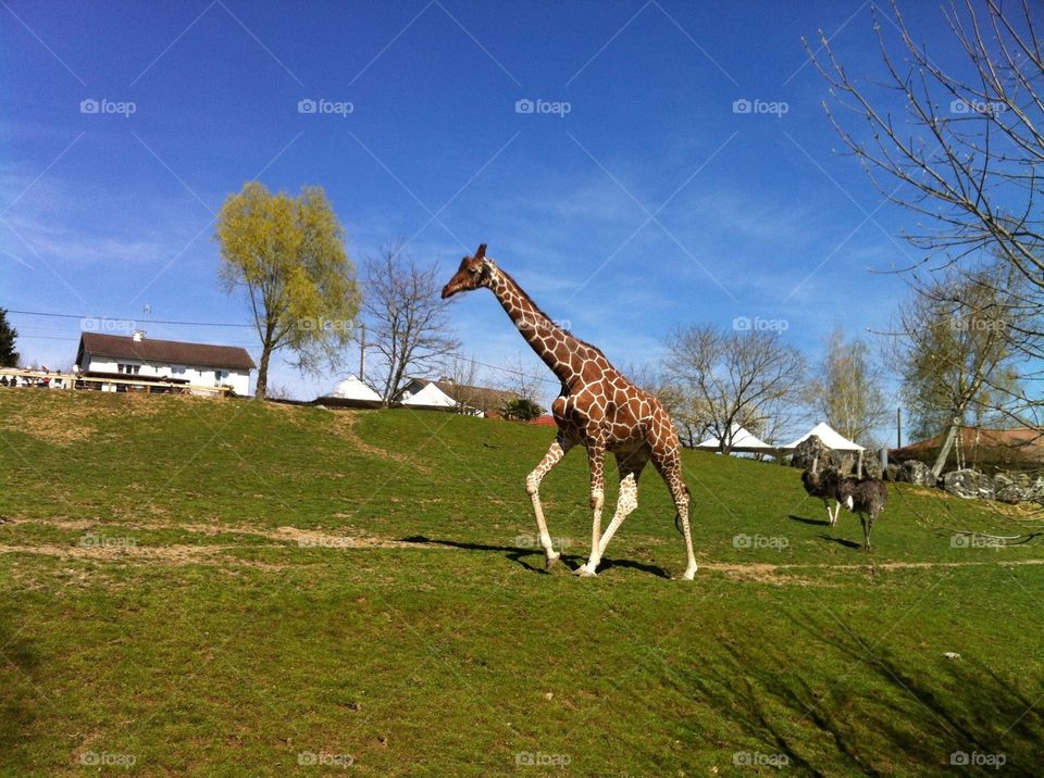 Girafe