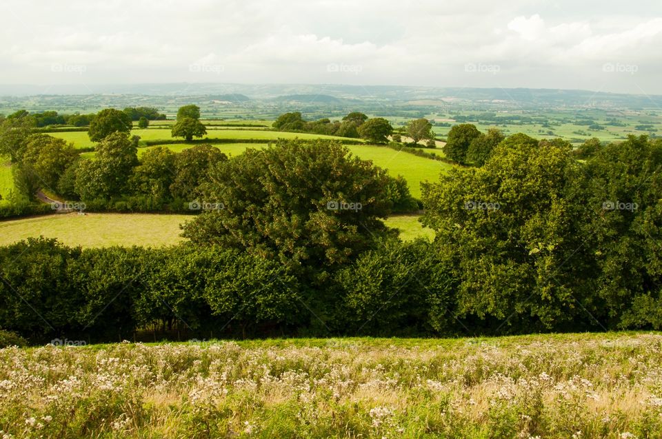 Scenic view of field in Glastonbury
