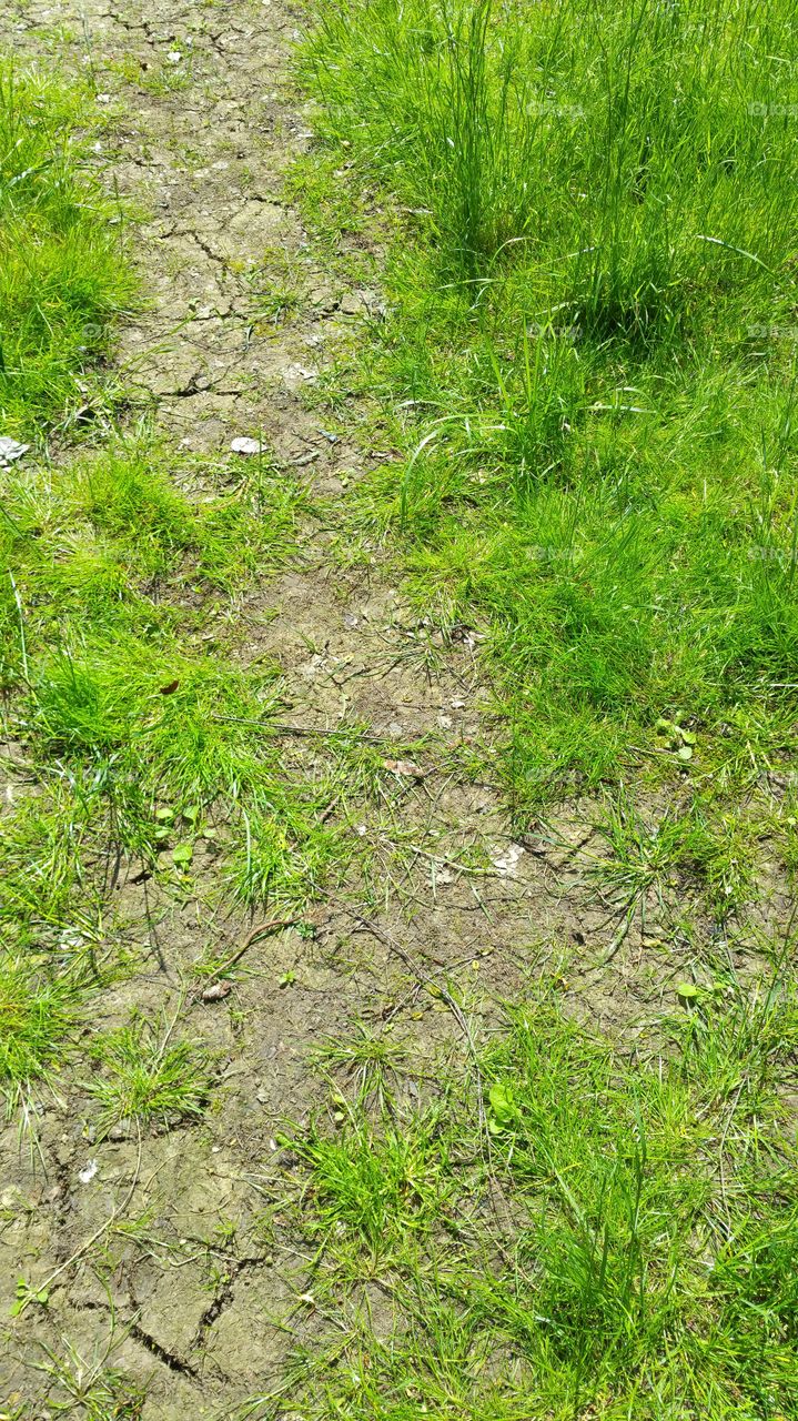 worn walkway though grass