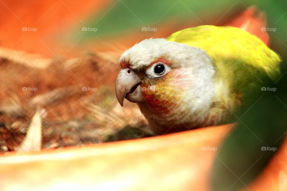 beauty of color and cuteness