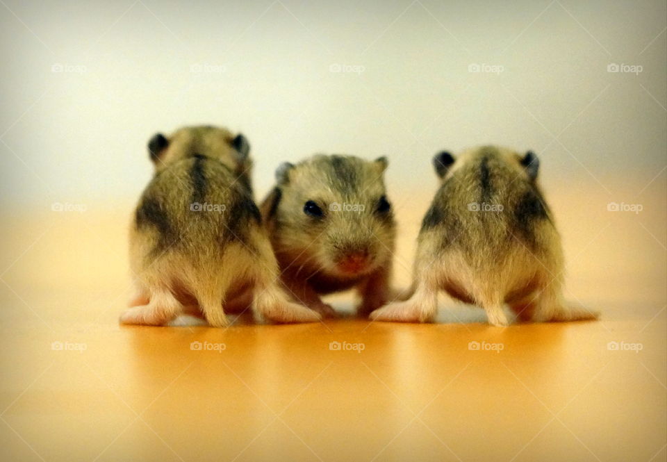 cute hamster babies