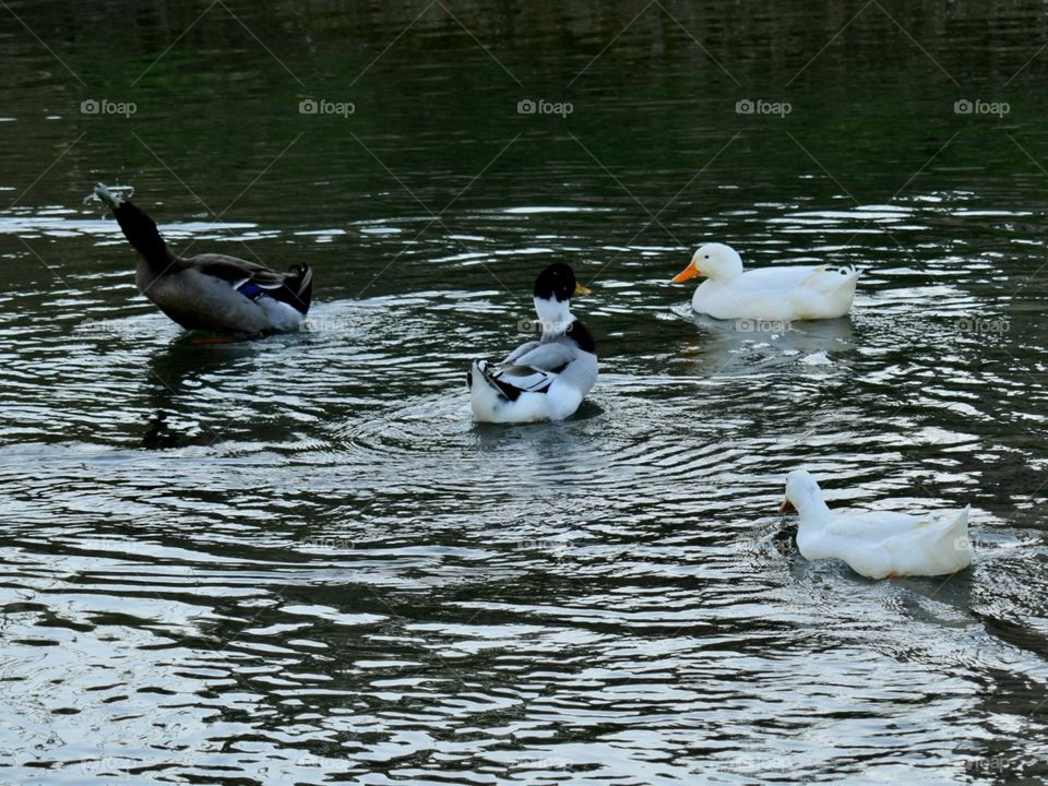 Ducks on water