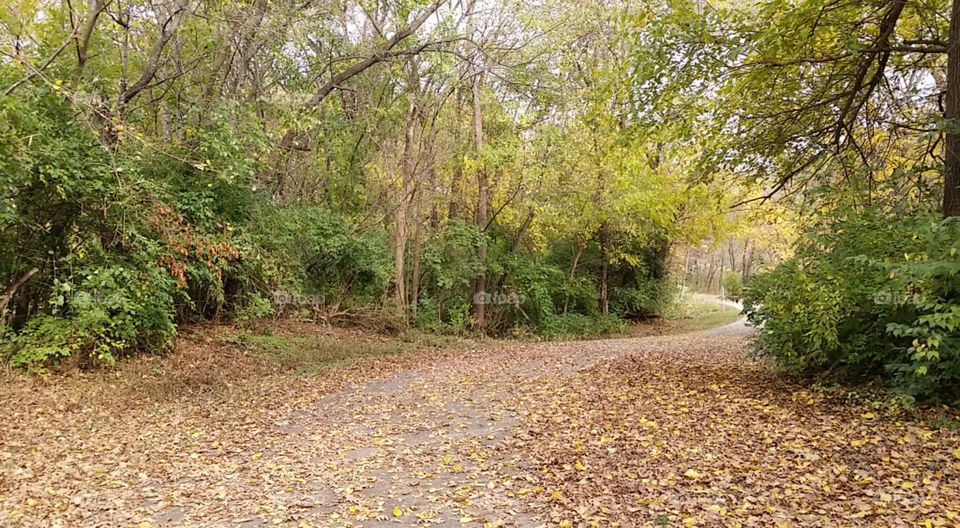 Autumn's Pathway