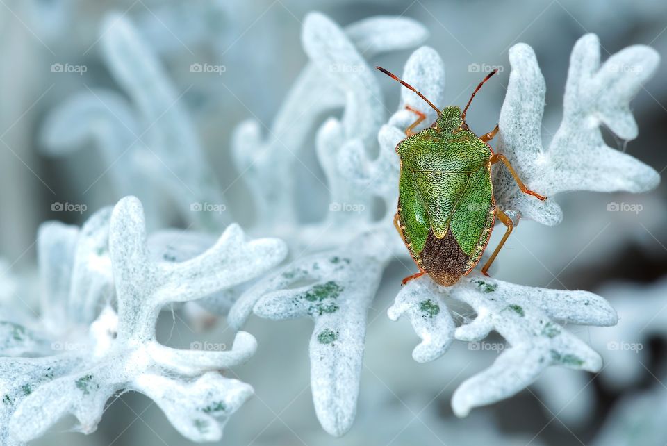 The green shield bug – Palomena prasina – is a European shield bug species in the family Pentatomidae. 