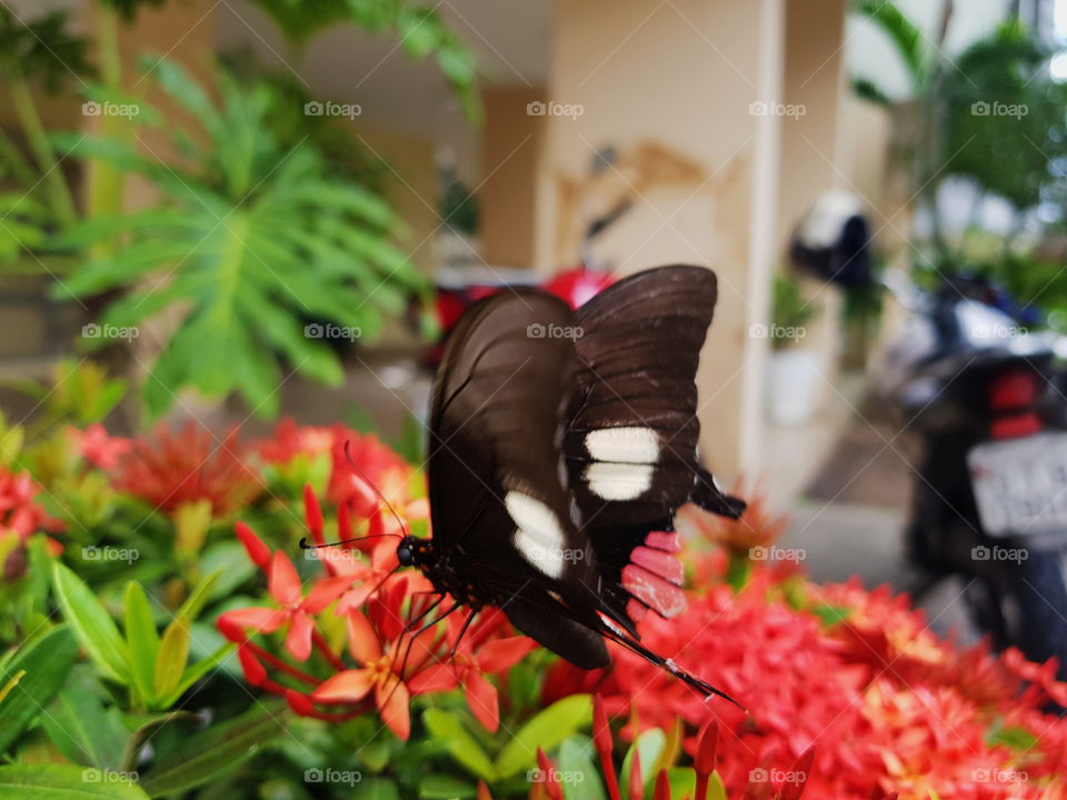 A beautful butterfly