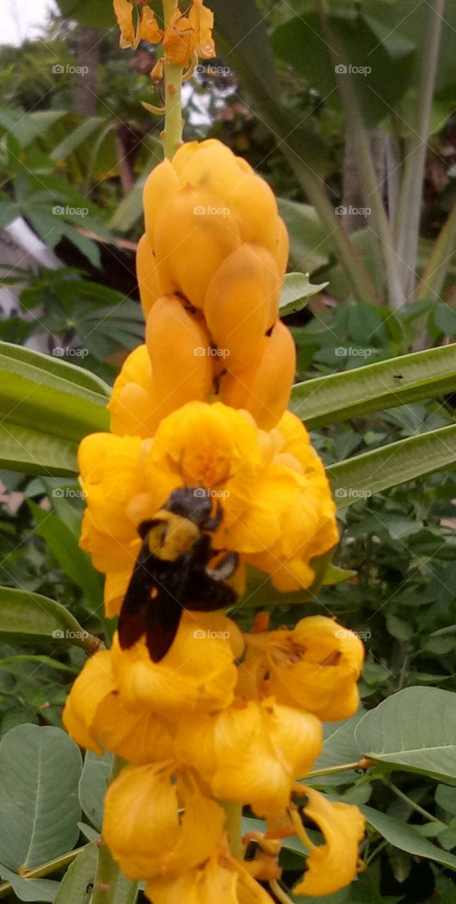 insects and flowers