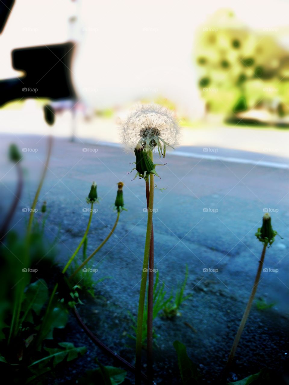 Cityweed at a busstop in Malmoe, Sweden.