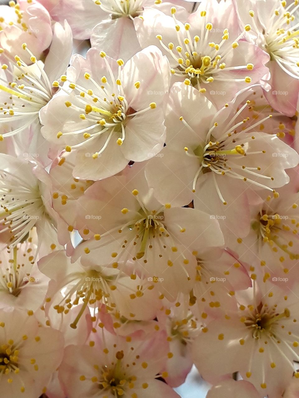 Flowers on Prunus nigra ‘Princess Kay’ 