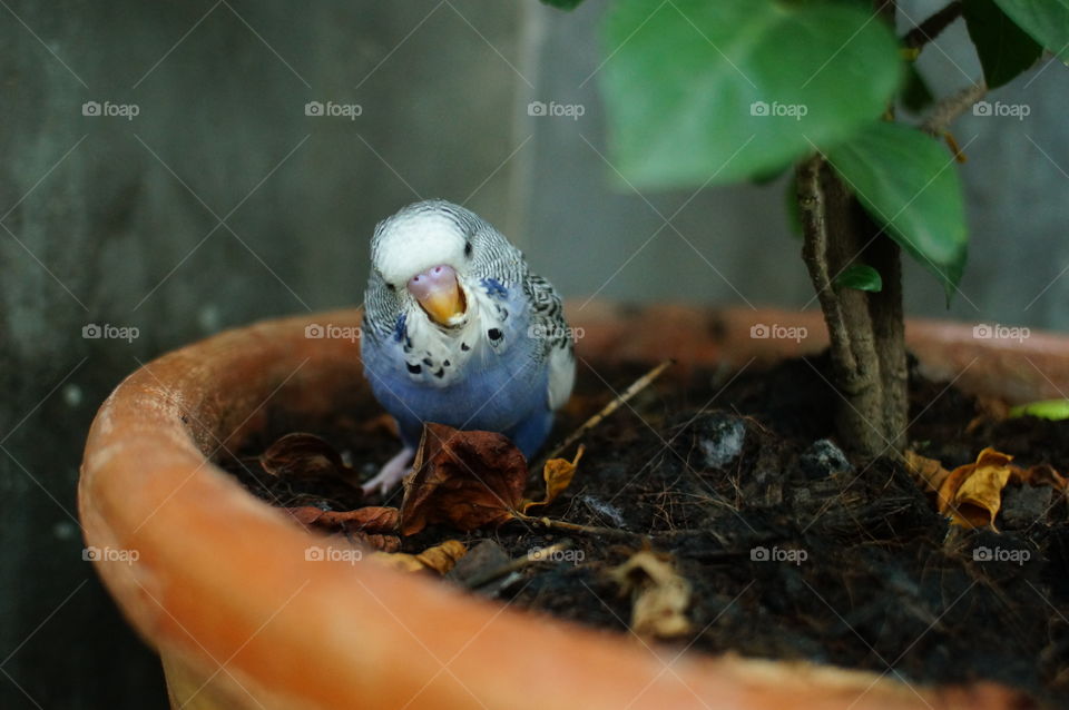 Bird in little garden. Juvenile budgie playing under the tree