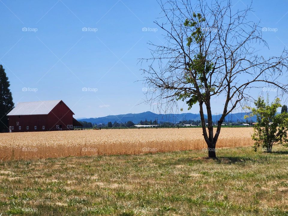 close-up of tree with red farmhouse and blue sky in the distance on a Summer day in Oregon countryside