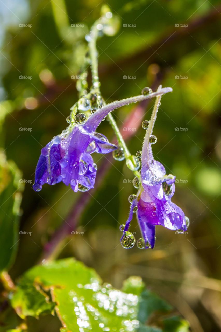 Raindrops on wild flowers!