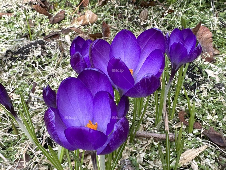 Crocuses in spring 