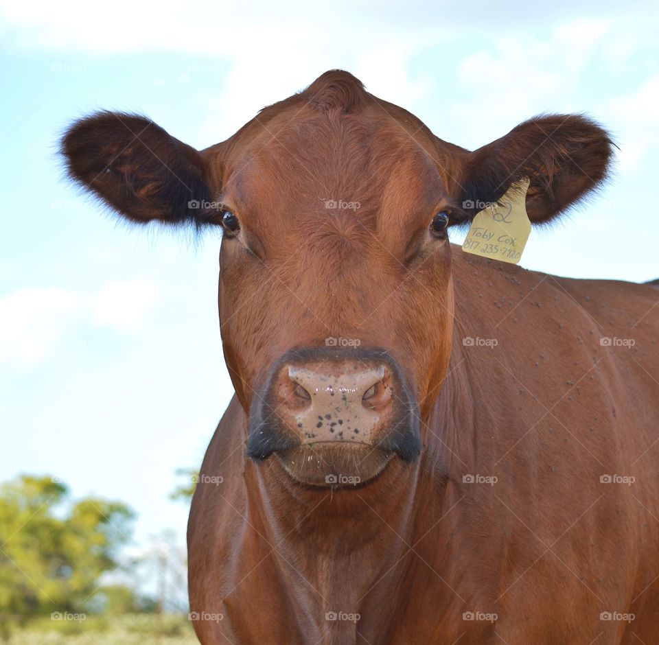 Red Angus cow. 