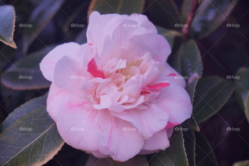 Pink Camellia 
Springs 
California Flower