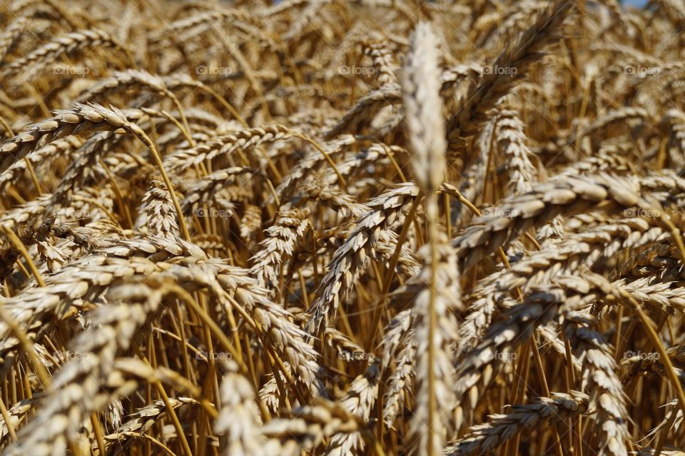 This wheat grew in the Krasnodar Territory several years ago