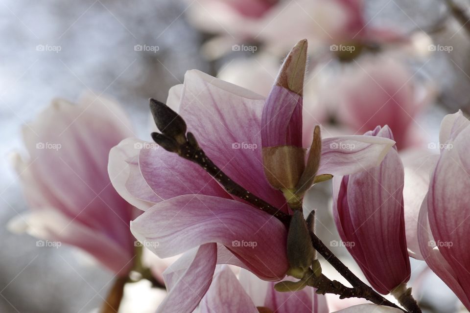 Japanese Magnolia