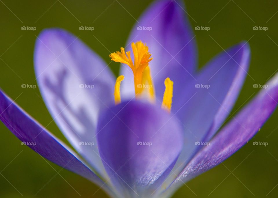 Purple crocus