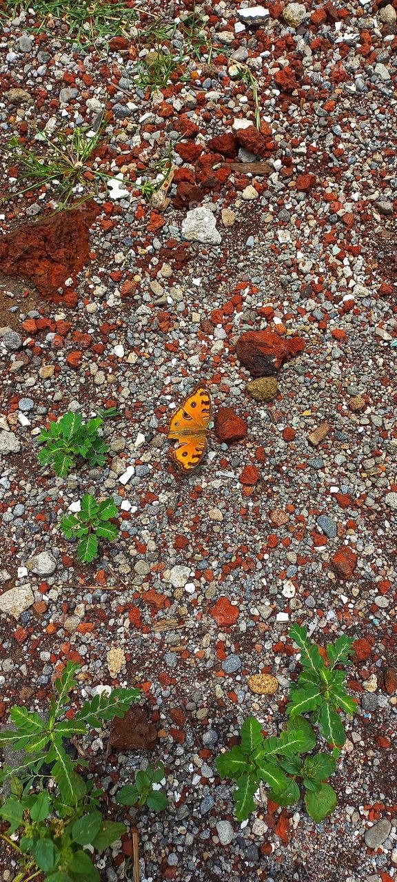 Beautiful butterflies perched on the sand