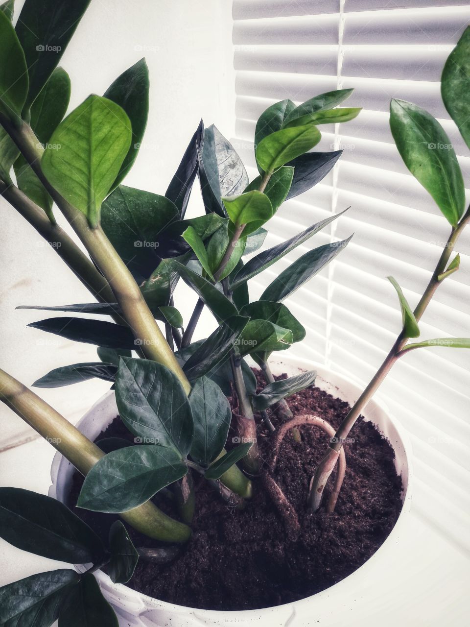 spring flower day outdoor