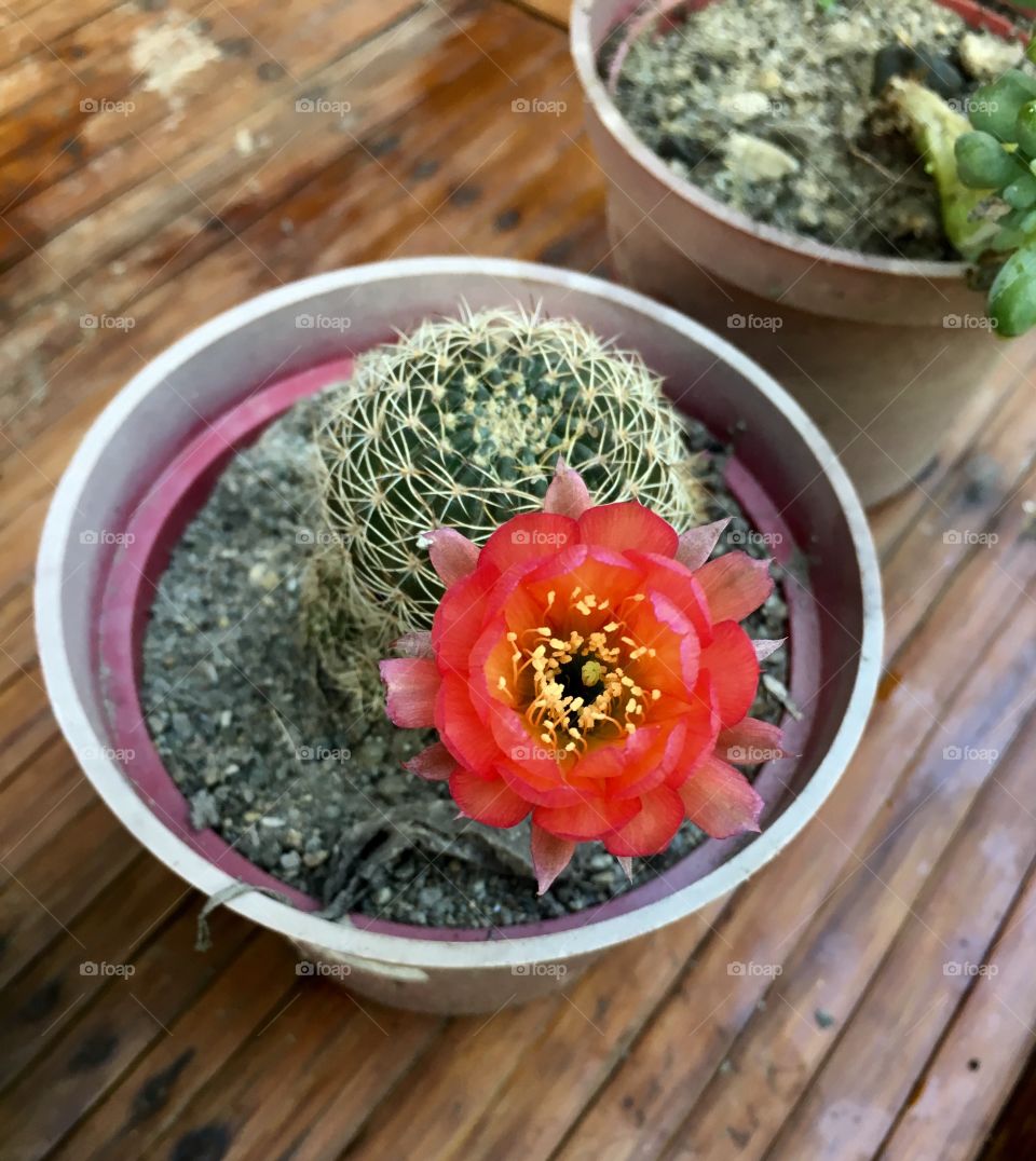Cactus in bloom during summer