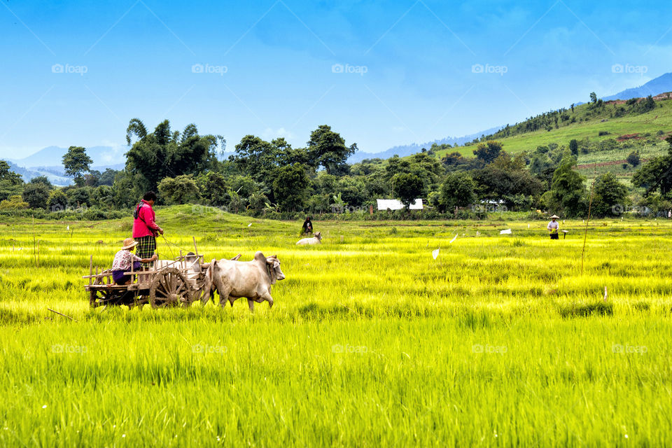 Going ... work (Shan State, Myanmar)