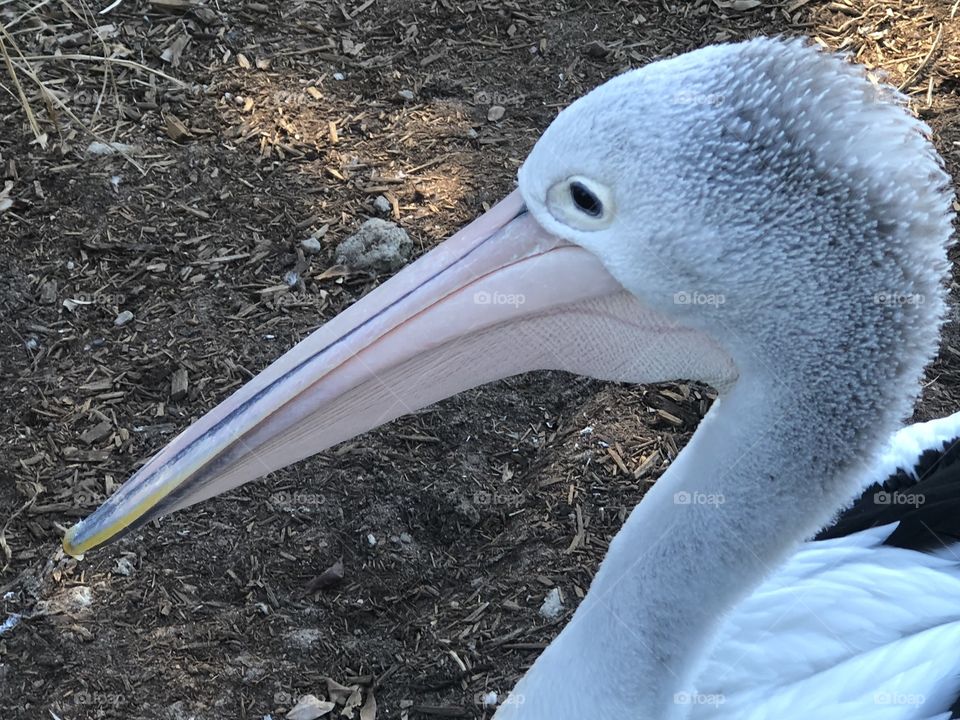 Pelican 