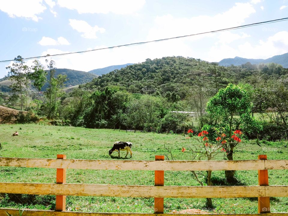 Beautiful Cloudy Landscape, blue sky, with cattle, cows, horses, grazing at the distance, at the mountains of Brazil. There's a River, some farm houses and a fence.
São Francisco Xavier, São Paulo, Brasil.