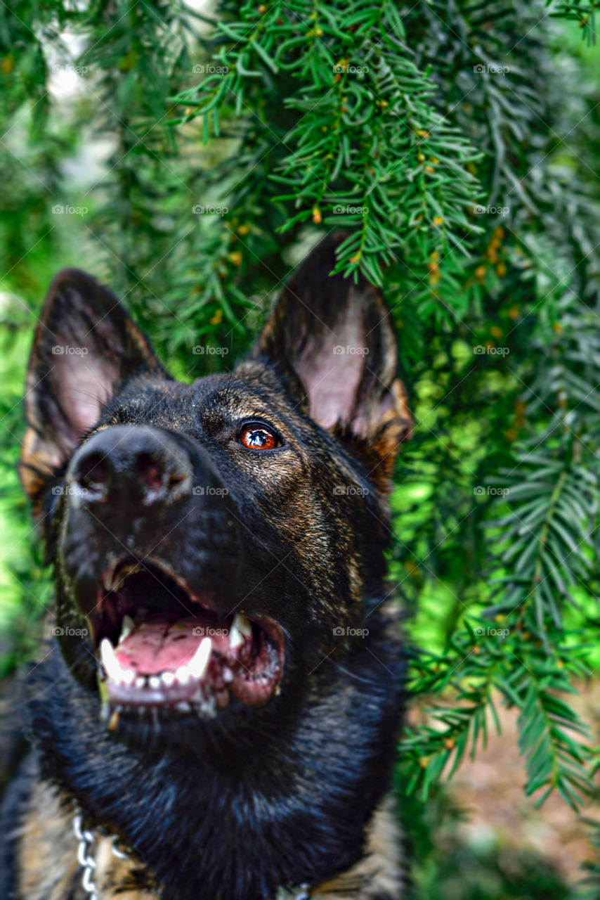 Smiling German Sheperd 