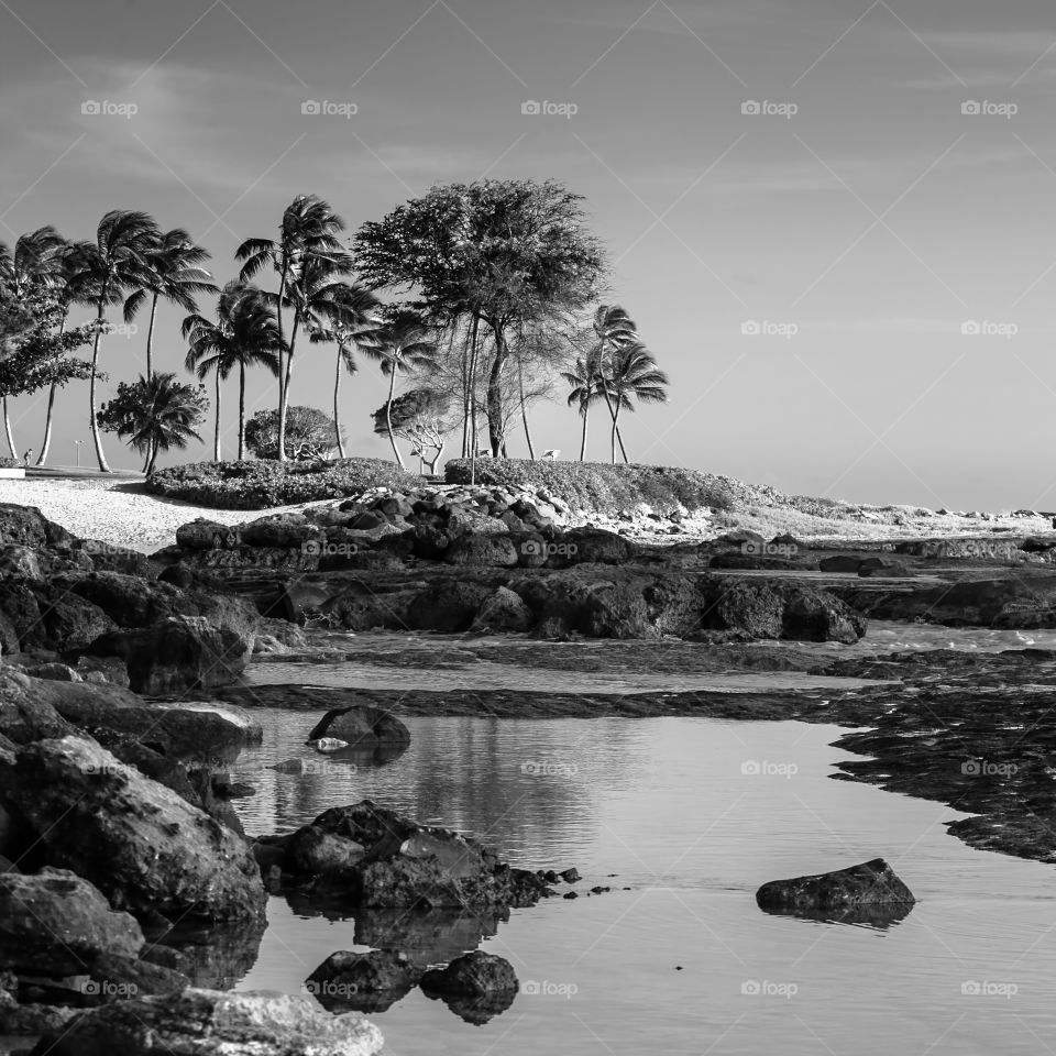 Quite beach and palm trees 