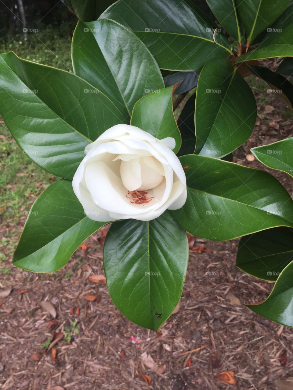 Emerging white Magnolia