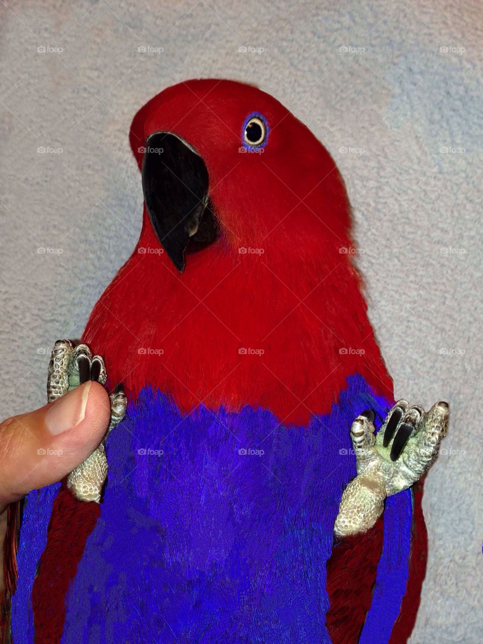 Sweet Red Parrot