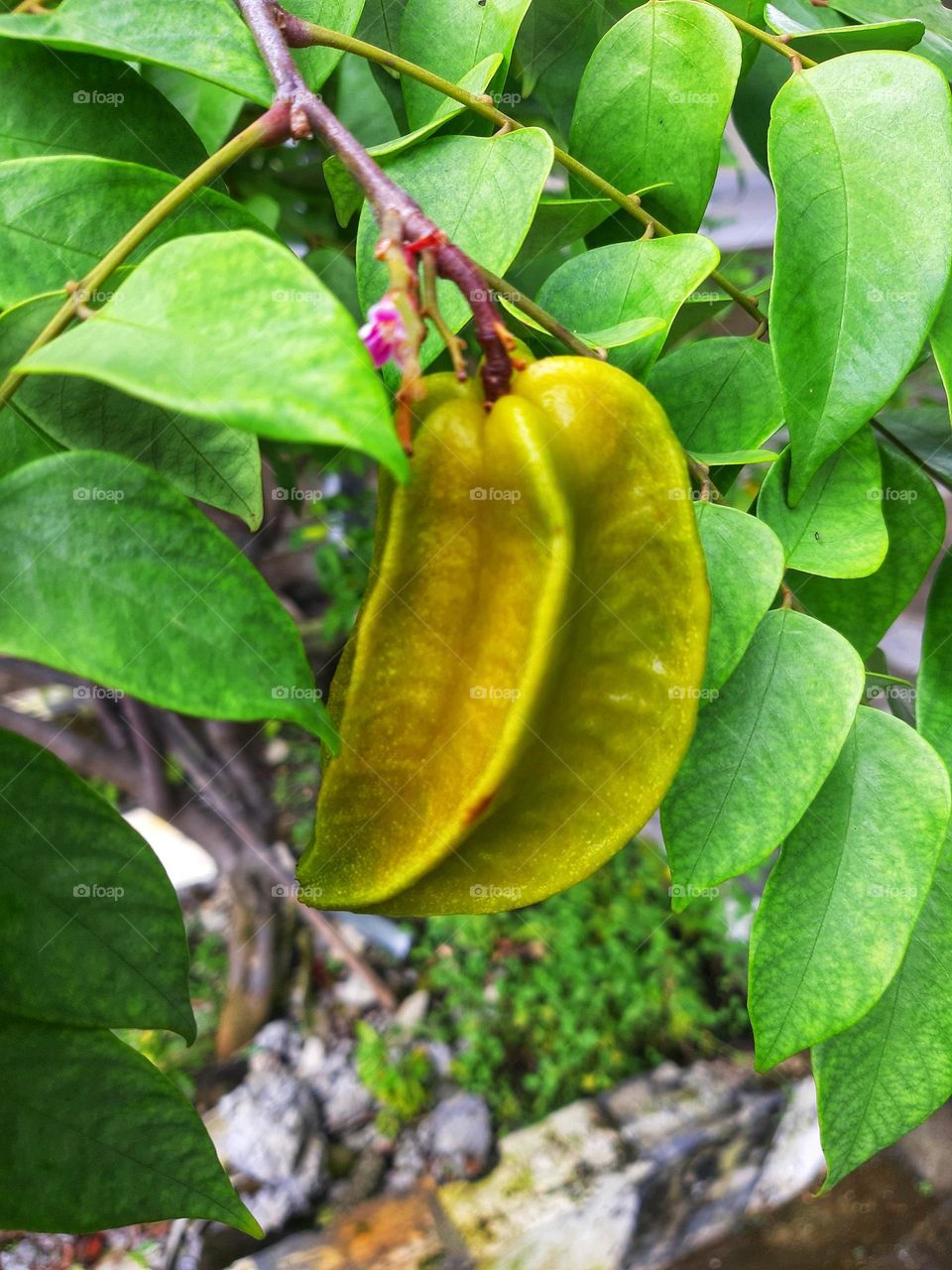 the delicious yellowish star fruit hanging on its rug.